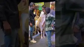 Mashallah &hearts;️ Beauty of the jungle maaz goats #shorts