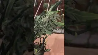 Harvesting And Drying The Gorilla Glue x Bruce Banner Auto