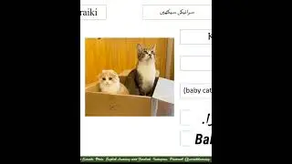 Cat baby name in Saraiki | Saraiki Learning Course | Saraiki learning