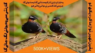 Black Francolin kala Teetar