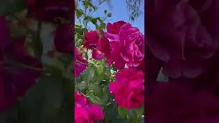 Rose flower beautiful quotes loving ! Rose flower quotes WhatsApp status ! Rose flower red #rose