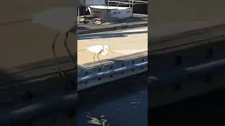 Great egret eating fish