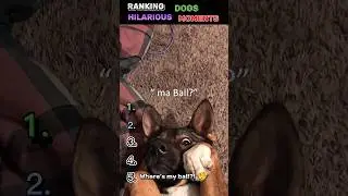 Top 5 ranked hilarious dogs moments 🐶😂