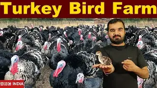 Turkey Bird farming | वजनदार मुर्गे | कम लागत | ज्यादा मुनाफा | Turkey murga farm | टर्की पालन