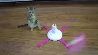 Swirling funny cat artifact, the cat is hilarious