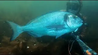 Dorade Royale 4 Kilos - Chasse sous marine 2019