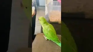 🌈BINGE  AWESOME GUAVA AND KIWI FEEDING TIME 9 #Indianringneckparrot #pets #binge #nature #feeding