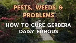 How to Cure Gerbera Daisy Fungus