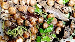 LIVE 🔴 : 🐌 Snail eat papaya with other red vegetable at night 🐌