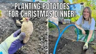 PLANTING POTATOES FOR CHRISTMAS / ALLOTMENT GARDENING UK