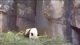Panda Mei Lan's last day at Zoo Atlanta