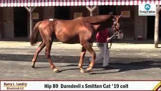 FT Midlantic Hip #89 Daredevil x Smitten Cat '19 colt
