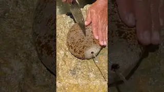 Clean & Cut FRESH Sea Cucumber (The RIGHT Way!) | From Slimy to Delicious seafoodo