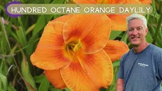 ИНТЕНСИВНЫЕ ОРАНЖЕВЫЕ ЦВЕТЫ Лилейник сорта Hundred Octane Orange