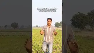 root aphid जड़ माहू # root aphid #जड़माहू