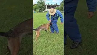‼️Oh oh! Hard bite.🪖 #REXZONEODESSA Malinois training Odessa 2024