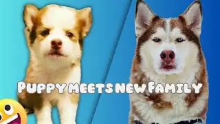 Puppy Meets New Family