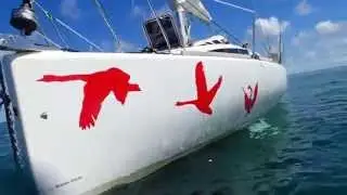 Br&eacute;sil, Arquip&eacute;lago dos Abrolhos - Les dessous de L'Envol