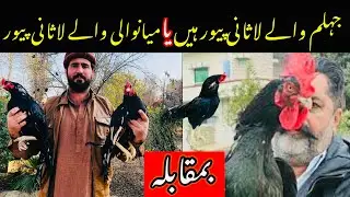 Jhlum Wale Lasani aseel Pure Hen Ya Mianwali Wale Lasani Asil Pure || Lasani asil history