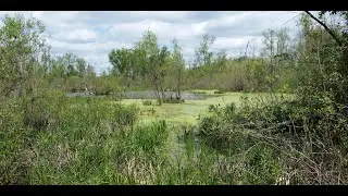 Live from the Field: Freshwater Invasions, October 25, 2021