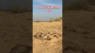 नुगरी बाड़ी में मिला Social Viper 🐍 | बेहद खतरनाक ज़हरीला सांप | Mohan Blayach Sarp Mitra