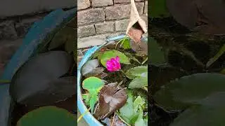 water lily at home // #shorts #ytshorts #shortsvideo #waterlily #lilyplants #waterlilyflower