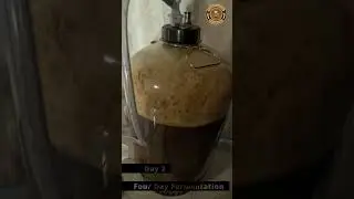 Watch Fermentation In Action: A 4-day Time Lapse!