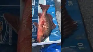 New Year&rsquo;s Day 2019 51cm SEQ mangrove jack
