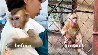 RESCUE or CAPTIVITY - did they really rescue monkey Kaka and Mit?