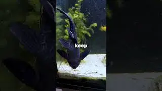 This fish WON'T clean your tank!