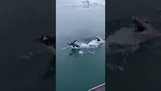 The penguin leapt onto the boat, seeking safety from the leopard seal closing in behind it.