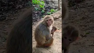 Most beautiful baby monkey #most #monkey #beautiful