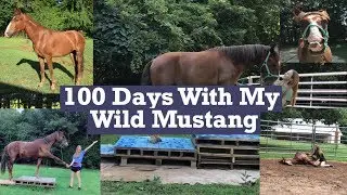 100 Days With My Wild Mustang | Mustang Makeover Challenge