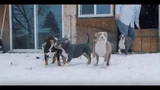 How To Prep For A New Puppy (American Bully)