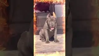 Import Line Cane Corso  Puppies at Low Price 🐕&zwj;🦺 Guwahati 🐾 North East Delivery 📞 9435415967 💖