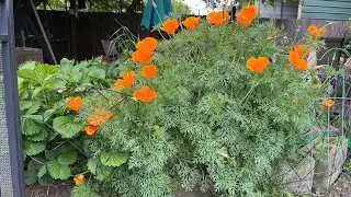 Calming Triggers With Poppies and Bumblebees