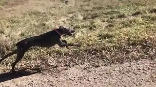 Slow Motion Weimaraner