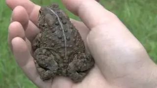 Eastern American Toad (Anaxyrus americanus americanus)