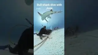 bull shark dive with Jose in Mexico. #cancun  #bullshark #scubadiving  #extremesports
