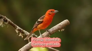O canto do Sanha&ccedil;o Estriado ( Piranga bidentata )