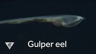 Weird and Wonderful: Deep-sea gulper eel