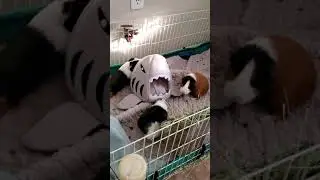 Shark hidey