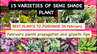 15 BEST SEMI SHADE INDOOR PLANTS| PLANTS PROPAGATION IDEAS 💡