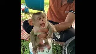 You are so dirty  monkey Sabi. Let's take a bath.