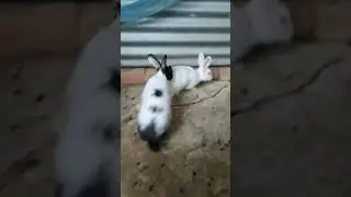 Rabbit meeting time #shorts