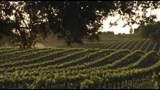 Behind the Vine