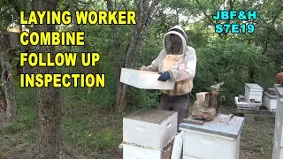 Laying Worker Combine Follow Up Inspection S7E19 #beekeeping