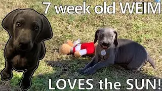CUTE PUPPY Weim PLAYS in the SUN!! My blue WEIMARANER enjoys the sunshine!!! BALOO the WEIM