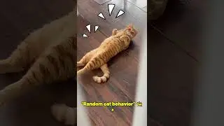 cat funny face  #shortspets #funny