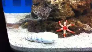 MARBLE SEA STAR STARFISH (17 NOV 2010) /9